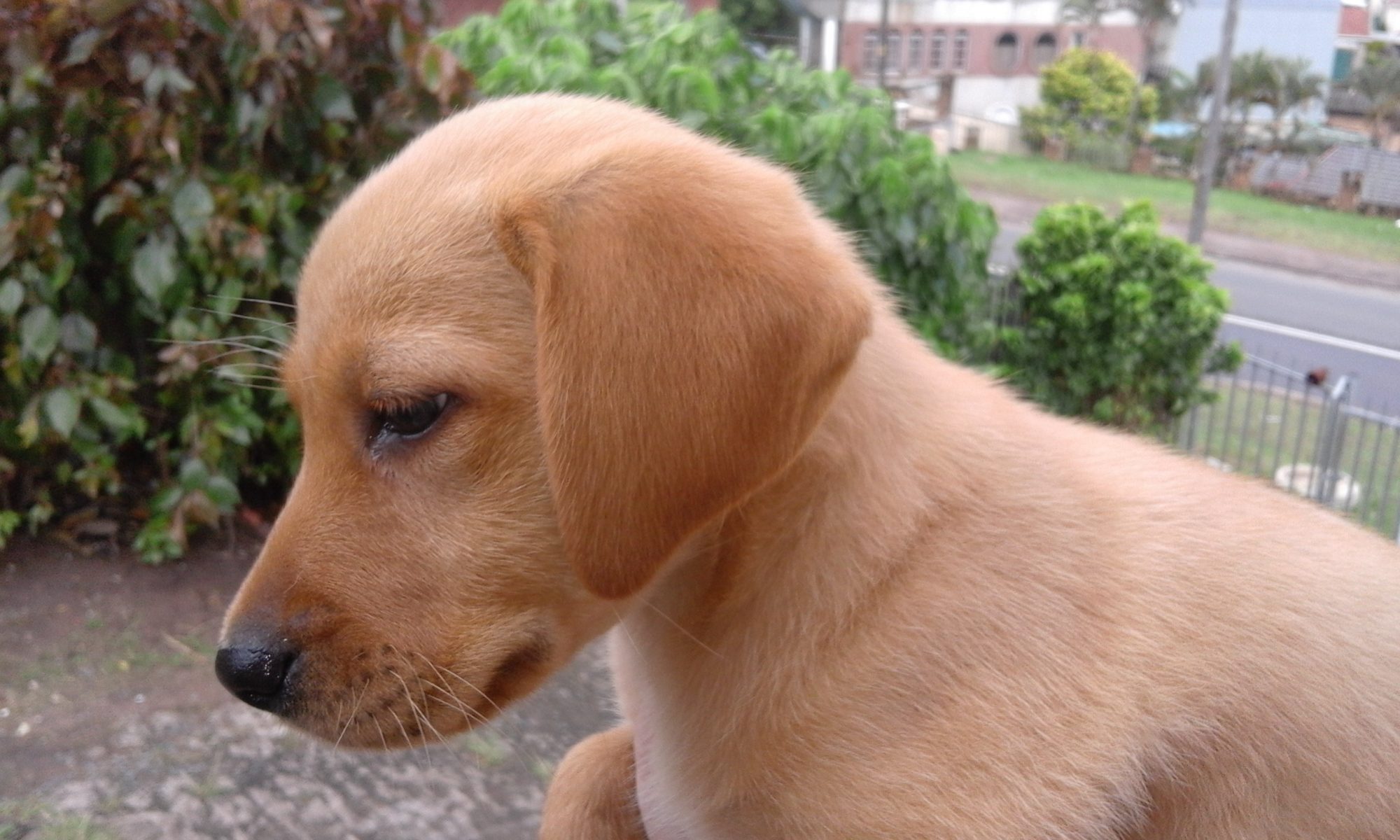 Labrador puppies Durban